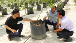 Trồng chanh leo trong nhà màng mang lại lợi ích kép