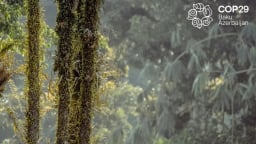 Thị trường carbon bổ sung tài chính khí hậu cho các nước dễ bị tổn thương