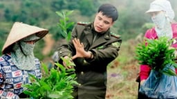 Âm vang từ những cánh rừng mới
