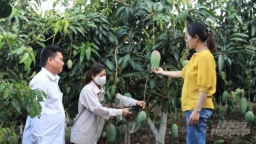 Sơn La dự kiến một năm bội thu trái cây