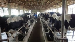 Không có dịch bệnh lớn, ngành chăn nuôi Hà Nội ổn định sản xuất