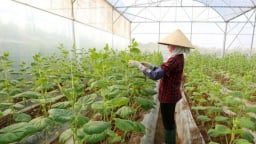 Phát triển nông nghiệp bền vững từ chính sách đất đai