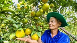 Đồng Tháp có thêm 6 xã đạt chuẩn nông thôn mới kiểu mẫu