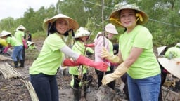 Trà Vinh trồng 2.500 cây phi lao