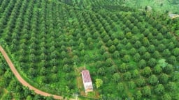 Thủ tướng chỉ đạo các bộ ngành, địa phương chủ động sản xuất, chế biến, tiêu thụ và xuất khẩu nông sản
