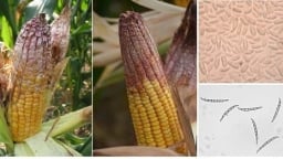 FBI phát hiện nhà khoa học Trung Quốc lén mang nấm độc vào Mỹ