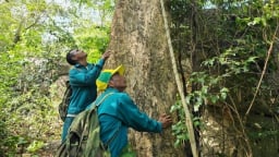 Hiệu quả bền vững khi tổ cộng đồng tham gia bảo vệ rừng