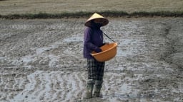Quảng Trị kiên quyết không để ruộng hoang sau mưa lũ