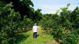 Trưởng thôn trúng lớn nhờ chuyển đổi cây trồng