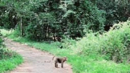 Thả nhiều động vật hoang dã về tự nhiên
