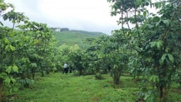 Cơ quan chức năng Lâm Đồng đang làm rõ phản ánh của nông dân về cà phê rụng lá