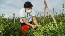 Phát triển ngành dược liệu An Giang theo hướng 'đất lành, thuốc quý, sinh kế xanh'