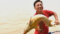 Người nuôi cá tầm dưới chân cầu Thanh Trì