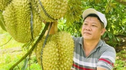 Tái cơ cấu hiệu quả, nông dân làm giàu từ sầu riêng hữu cơ