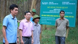 Vùng nguyên liệu gỗ lớn phải gắn chứng chỉ quản lý rừng bền vững