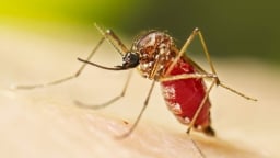 Bộ Y tế cảnh báo bệnh Chikungunya nguy cơ xâm nhập vào Việt Nam