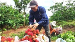 Rộn ràng mùa thu hoạch trái cây chủ lực