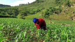 Nông dân Điện Biên phát huy vai trò trong xây dựng nông thôn mới