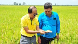 Phòng bệnh giai đoạn lúa trổ giúp nông dân bảo vệ năng suất cuối vụ