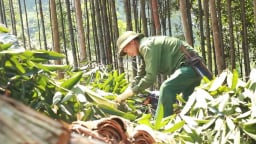 Nông nghiệp Bảo Yên ưu tiên 5 cây, 3 con