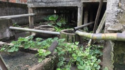 Chăn nuôi nông hộ thiếu trách nhiệm và nỗi lo ô nhiễm môi trường