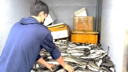 Bão số 1 khiến hàng tấn cá lồng chết do mưa lũ