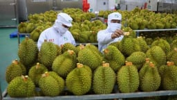 Sầu riêng trở lại đường đua, mở lối cho xuất khẩu rau quả
