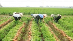Đất trồng lúa có diện tích tối thiểu 50ha được phép xây dựng công trình