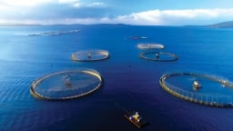 Cấp xã được giao khu vực biển cho cá nhân nuôi trồng thủy sản