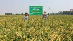 Cấp xã lập kế hoạch chuyển đổi cơ cấu cây trồng, vật nuôi trên đất lúa