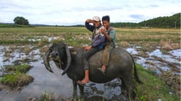 Cưỡi trâu thỏa chí mục đồng