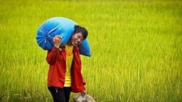Hồn ruộng