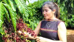 Phát triển cà phê đặc sản, chinh phục các thị trường khó tính