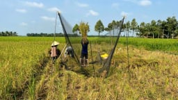 ‘Hồi sinh’ giống lúa Huyết Rồng, kháng mạnh các loại sinh vật gây hại