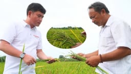 Giải pháp tổng thể quản lý tổng hợp dịch hại lúa cỏ