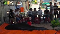 Người dân Quảng Ngãi liên tục phát hiện cá voi còn sống lụy bờ