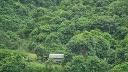 Nguy cơ cháy rừng gia tăng do thời tiết cực đoan