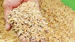 Hà Nội công bố giá thóc thu thuế vụ chiêm 2025