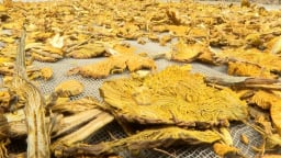 Giữ rừng, giữ thuốc, giữ đa dạng sinh học vùng đệm Ba Vì