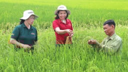 Ngọc Nương 9 vươn mình trên cánh đồng đại điền Đất Cảng