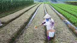 Vùng rau VietGAP ‘đón’ đầu nguồn Liễn Sơn