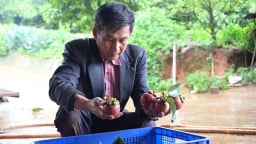 Người giữ hồn xanh trên đất đỏ