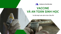 Vaccine và an toàn sinh học: ‘lá chắn kép’ trước dịch tả lợn Châu Phi