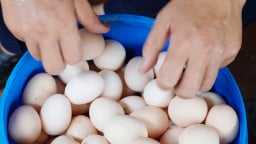 Nuôi 7.000 gà lấy trứng, nông dân lỗ gần 2 triệu đồng mỗi ngày