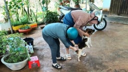 Phủ vaccine ngăn chặn bùng phát bệnh dại