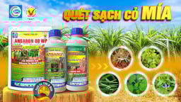 ANSARON 500SC - Thuốc trừ cỏ cho ruộng mía, khoai mì, cà phê