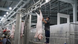 Gỡ khó cho giết mổ tập trung: [Bài 2] Doanh nghiệp chưa mặn mà
