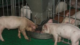 Giải mã đáp ứng miễn dịch là chìa khóa phòng dịch tả heo Châu Phi