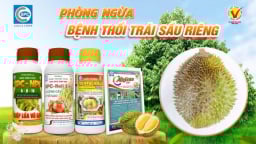 Bệnh thối trái sầu riêng và cách phòng trị