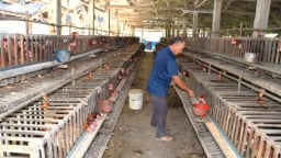 Minh oan cho trứng gà, gỡ khó hỗ trợ người chăn nuôi